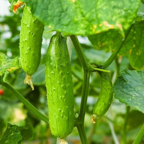 600 Pcs Gurken Samen Für Balkon - Gurkenpflanzen Kaufen, Saatgut Gemüse, Seltene Pflanzen Bio Gurkensamen Gewächshaus, Geschenke Für Gartenfreunde, Gemüsesamen Winterhart Gartenkräuter