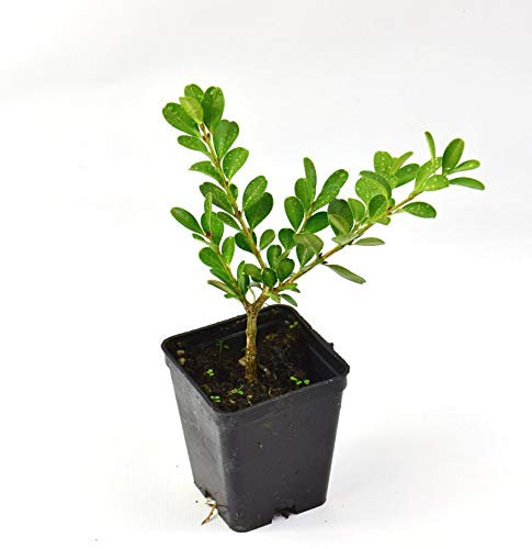 Pianta Bosso Rotundifolia Vaso 7cm