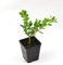 Pianta Bosso Rotundifolia Vaso 7cm