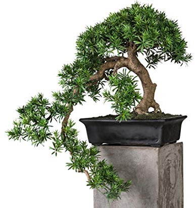 Künstlicher Bonsai Podocarpus mit 64cm und Ästen mit 80cm in Faserzement Schale - Deko Bonsai Baum Kunstbonsai groß