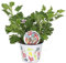 DECOALIVE Geranio Antimosquitos, Geranio Limón o Geranio Citronela Planta Natural