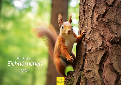 Edition Seidel Premium Kalender Faszination Eichhörnchen 2026 Format DIN A3 Wandkalender Tierkalender Wildtiere Waldtiere heimische Tiere