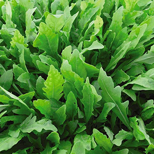 Rocket Seeds Hardy Perennial Vegetable Garden Plants 'Wildfire' 1 Packet of Seeds
