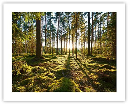 ARTTOR Affiche Decoration Murale Moderne Poster sans Cadre 50x40cm forêt arbre nature Deco Affiches Murales Wall Art Design Tableau Decoration Salon Chambre Cuisine Decor P2XAA50x40-3724