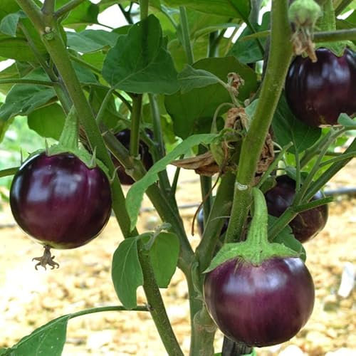 100 Graines Semences - Aubergines de Valence - Solanum Melongena - Variété resistance et productive - Chair Blanche et délicieuse - 147