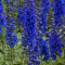 Blumixx Stauden Delphinium Elatum-Hybride 'Waldenburg' – Dunkelblauer Rittersporn, winterhart & mehrjährig, Bienenfreundlich, im 1L Topf