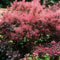 Cotinus Magical Red Fountain Plant | Hardy Garden Ready Smoke Bush Shrub | Vibrant Outdoor Pink Flowering Garden Feature for Borders Patio in Pot (20-30cm Incl. Pot)