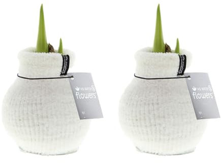 Bloomique - 2er Set - Cozy Weiß - Amaryllis in Wachs - No Water Flowers - Blumenzwiebel in Wachs - Weihnachtsgeschenke und Deko - 15cm hoch bei Lieferung - Wächst zu 40-60 cm