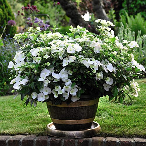 White Hydrangea Shrub, 2 x Runaway Bride Plant in 1 Litre Pots Pots by Thompson & Morgan