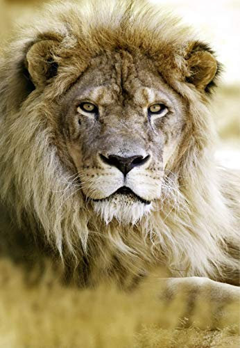 Scenolia Tableau Verre Acrylique Lion 90 x 130 cm - Décoration Murale Photo pour la Maison