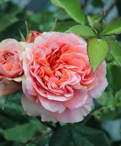 Duchess of Cornwall - Salmon-Pink to Apricot Flower Bush Rose Plant in A 3 Litre Pot
