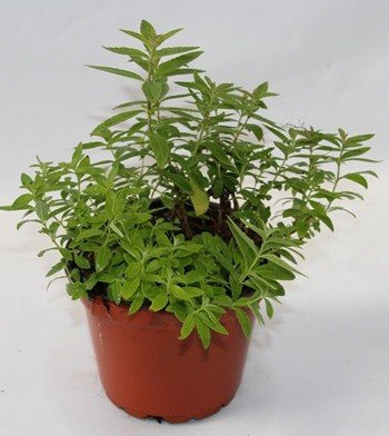 Sin marca Hierba Luisa (Maceta 17 cm Ø) - Planta Viva - Planta aromatica