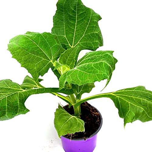 Inka Yacon White Smallanthus sonchifolius