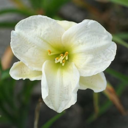 6x Taglilie 'Arctic Snow' - Hemerocallis ‘Arctic Snow’® - Kleincontainer 9x9cm