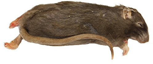 Peregrine Livefoods Frozen Rat Small 90-150g - Pack of 5