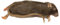 Peregrine Livefoods Frozen Rat Small 90-150g - Pack of 5