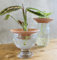 GROW-WIN Set de 2 coupelles de bouturage ou Culture hydroponique, Fait Main en Terre Cuite. Parfait pour bouturer Vos Plantes Favorites