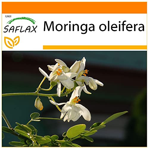 SAFLAX - Garden in the Bag - Moringa - 10 Samen - Mit Anzuchtsubstrat im praktischen, selbst aufstellenden Beutel - Moringa oleifera