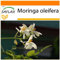 SAFLAX - Garden in the Bag - Moringa - 10 Samen - Mit Anzuchtsubstrat im praktischen, selbst aufstellenden Beutel - Moringa oleifera