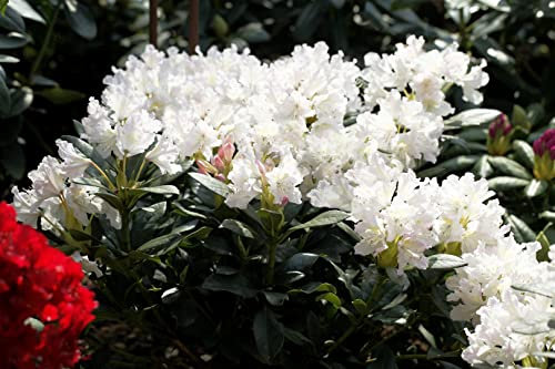 Rhododendron PG 1 'Cunninghams White' 90-100 cm - Rhododendron, weiße Blüten, Blütezeit Mai-Juni, ideal für Halbschatten, winterhart und pflegeleicht
