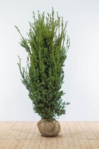 Eiben ‚Hillii‘ – Taxus media – Heckenpflanze – Auswahl der Höhe 60–200 cm – immergrün & robust – ideal für dichte Hecken und Sichtschutz (Variante 180-200cm)