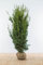 Eiben ‚Hillii‘ – Taxus media – Heckenpflanze – Auswahl der Höhe 60–200 cm – immergrün & robust – ideal für dichte Hecken und Sichtschutz (Variante 180-200cm)