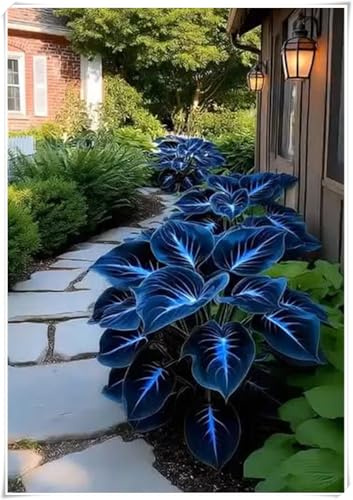 resistenti al freddo e alla siccità,miste,Bulbi di Hosta -Radici selezionate di hosta,adatte per la decorazione di giardini e balconi-4 Bulbi-H