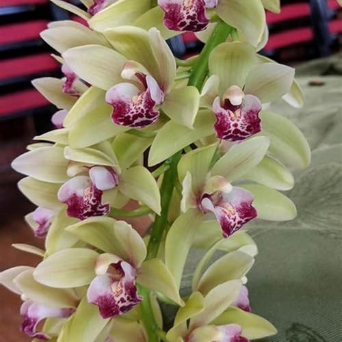 Winterhart,Seltene,Mitternachtsblau Cymbidium mehrjährig,Cymbidium Orchidee,Dekorative,Wasserbedarf gering,phalaenopsis orchidee echt,Garten.-10knolle-D