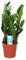 DECOALIVE Planta ZZ o Zamioculcas Zamiifolia Planta de Interior