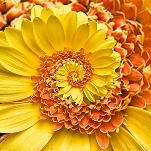 Haloppe 100 Pz Crisantemo Fiori Piante Semi per la Piantagione del Giardino di Casa, Semi di Crisantemo Perenne Semi di Fiori Bonsai per Giardino Giallo