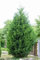 Cupressocyparis leylandii 100-125 cm - Leyland-Zypresse, immergrün, ideal als Sichtschutzhecke, schnellwachsend, winterhart, pflegeleicht