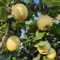 10 pcs birnenbaum winterhart samen, säulenobstbäume winterfeste pflanzen für balkon Birnenbaum Samen, obstbaum, seltene pflanzen geschenke für gartenfreunde gärtner geschenke, pflanzen