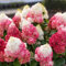 Winterharte hortensien Paniculata Red Velvet (3 Pflanzen) - Echte Garten Hydrangea pflanzen aus Holland (kein Samen, kein Kunstblumen und nicht künstlich) - Mehrjährig für Töpfe und Balkone