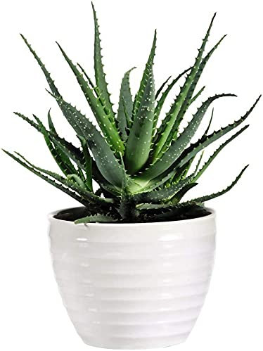 Aloe Vera Potted House Plant Easy to Grow Your Own Succulent Plant Indoors Producing a Soothing Gel with Healing Benefits, 2 x Aloe Vera Houseplant in 10.5cm Pot by Thompson & Morgan