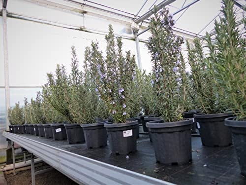 gruenwaren jakubik Rosmarin Rosmarin Officinalis 50-60 cm Höhe, XL Busch Ø 20-30 cm, stehend, winterhart Kräuter