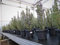 gruenwaren jakubik Rosmarin Rosmarin Officinalis 50-60 cm Höhe, XL Busch Ø 20-30 cm, stehend, winterhart Kräuter