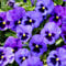 500 unidades de semillas de madrastra para plantas, no genéticas, semillas de pensamiento anuales duras para contenedores de flores, color azul y morado