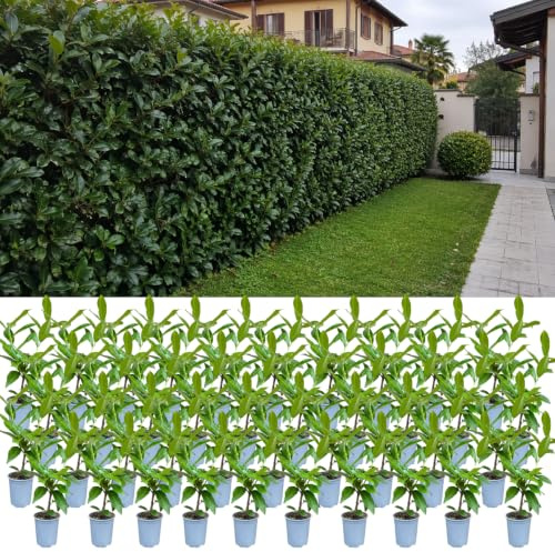 My Green Help – Lauroceraso Novita – 40 Piante da Siepe in Vaso Ø9 cm, Altezza ca. 30 cm – Kit Siepe Sempreverde da 20 metri lineari – Prunus laurocerasus Novita, Crescita Rapida