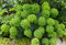 1 x Euphorbia characias (Stauden/Staude/Mehrjährig/Winterhart/Immergrün) Mittelmeer-Wolfsmilch - Ein Hauch von Süden für Ihren Garten - sehr Bienenfreundlich - von Stauden Gänge