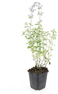 Katzenminze - Nepeta faassenii 'Walker's Low' - pflegeleichte Staude - 9cm Topf - Set mit 12 Pflanzen