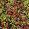 Teppich Hartriegel - Cornus canadensis - Gartenpflanze