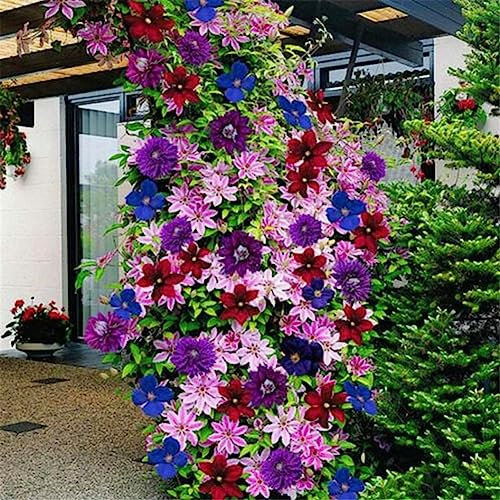 50 Unids Mezcla de Color Clematis Semillas Bonsai Planta Trepadora Flor Jardín Decoración para el hogar Flor Fruta Árbol Vegetal Semillas 50 pcs Semillas de clemátide