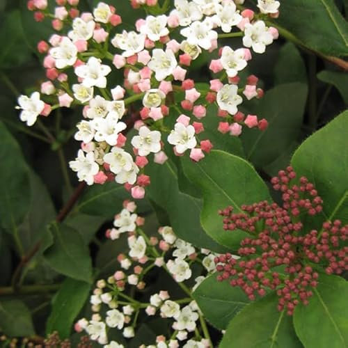 3 x Viorne tin;Laurier tin 'Eve Price' - Viburnum Tinus 30-40 cm en conteneur - Très prisée pour son port compact et ses boutons floraux roses.