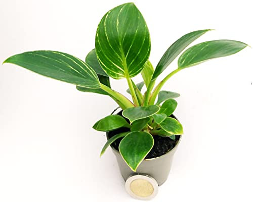 POWERS TO FLOWERS - PHILODENDRON, PHYLODENDRON WHITE MEASURE MICRO IDEALE PER TERRARIUM, VASO 5,5CM, pianta vera