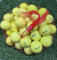 50 gelbe Lakeballs/Golfbälle Mix AAAA/AAA Qualität