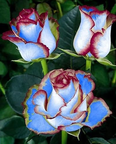 Rosa rara - Arbusto di rosa perenne resistente - Molto profumato - Adatto per la coltivazione in vaso e nel terreno-1 root-H