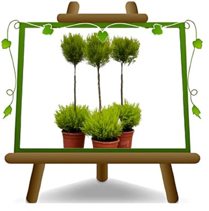 EURO PLANTS VIVAI Cipresso Cupressus Macrocarpa Pallina Vaso ø 16 cm Altezza 60 cm