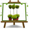 EURO PLANTS VIVAI Cipresso Cupressus Macrocarpa Pallina Vaso ø 16 cm Altezza 60 cm