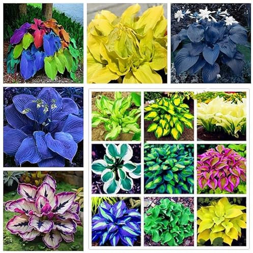 Hosta-Zwiebeln,Seltene Funkie,VHosta Pflanzen,Funkien Pflanze Winterhart,Winterhart MehrjäHrig,ier Jahreszeiten,Innenhof,Funkien Rhizome-4Zwiebeln-G