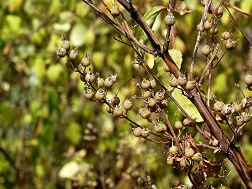 Gefüllter Sternstrauch Deutzia scabra Plena Containerware 60-100 cm